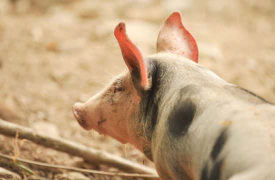 kreuznerhof-suedtirol-tiere-1