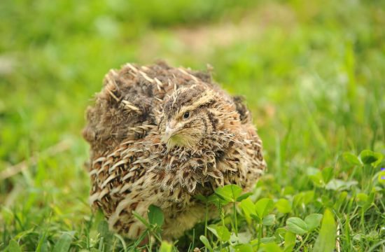 kreuznerhof-suedtirol-tiere-3