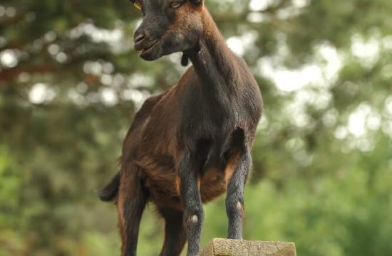 kreuznerhof-suedtirol-tiere-7